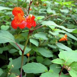 Nature's Jewel by Kendall Kessler