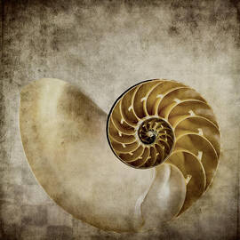 Nautilus Shell by Carol Leigh