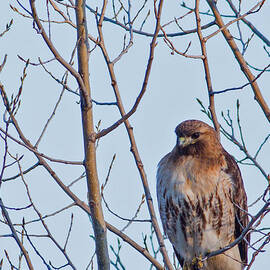Neighborhood Hawk by Natural Focal Point Photography