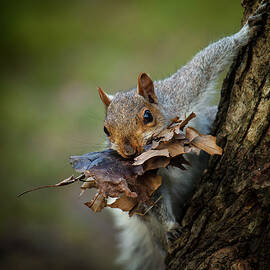 Nest Building Squirrel by Michael Castellano