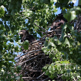 Nesting baby bald eagle by Lori Tordsen