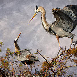 Nesting Time by Debra and Dave Vanderlaan