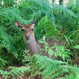 New Forest Deer