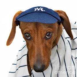 New York Yankee Hotdog by Susan Candelario
