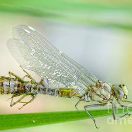 Newborn Blue Hawker dragonfly