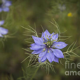 Nigella by Teresa Mucha