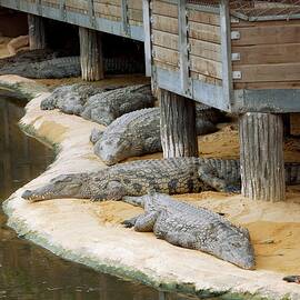 Nile Crocodiles At A Crocodile Farm by Science Photo Library