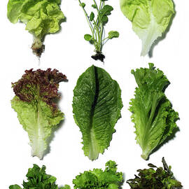 Nine Different Types Of Lettuce by Jonathan Kantor