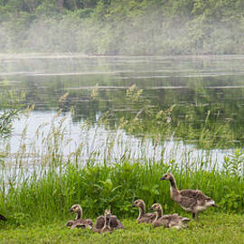 Geese Family and Morning Mist