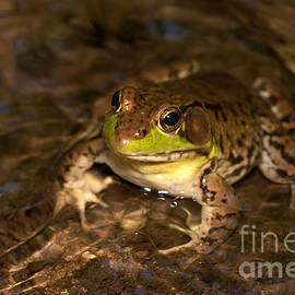 Northern Green Frog by Clarence Holmes