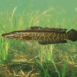 Northern Snakehead by USGS and USFWS/ Science Source