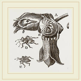 Nut And Apple-tree Weevils by Litz Collection