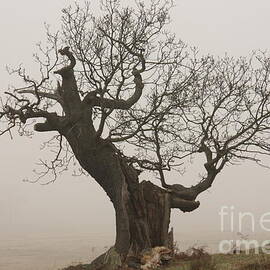 Oak on the edge