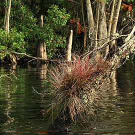 Oklawaha River