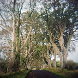 Old Beech Trees In  Ireland by Danielle D. Hughson