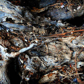 Old Tree Number 1 by Peter Cutler