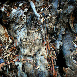 Old Tree Number 2 by Peter Cutler