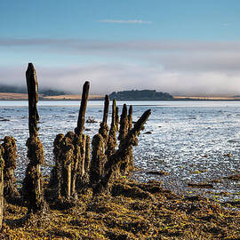 Old Tree Trunks Covered In Seaweed At by John Short / Design Pics