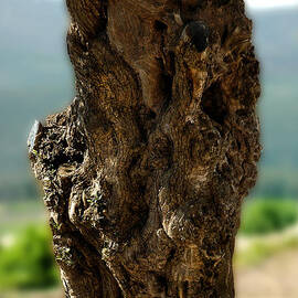 Olive Tree by Patrick Boening