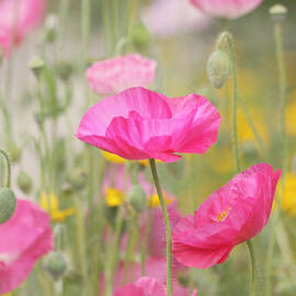 On A Summer Day - Pink Poppy