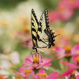 On The Top - Swallowtail Butterfly by Kim Hojnacki