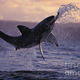 one great white shark jumping out of ocean in an attack at dusk by Brandon Cole