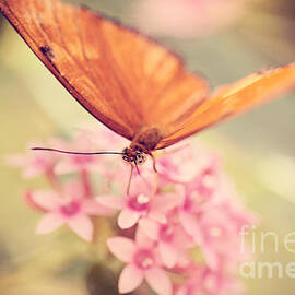 Orange Butterfly by Erin Johnson
