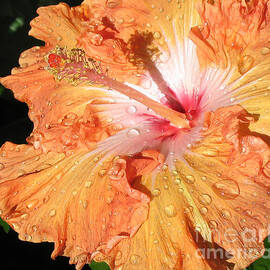 Orange Hibiscus After the Rain Macro by Connie Fox