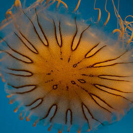 Orange Jellyfish Closeup