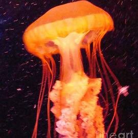 Orange Jellyfish by Janette Boyd