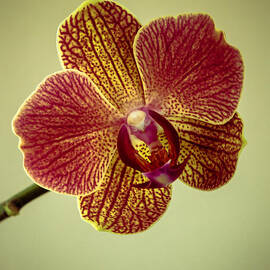 Orchid