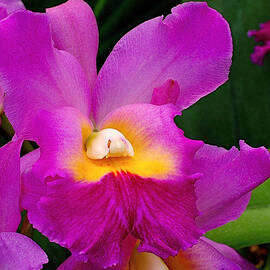 Orchid Variations 1