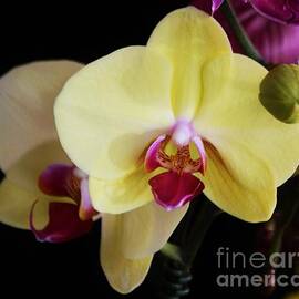 Orchids In Bermuda by Marcus Dagan