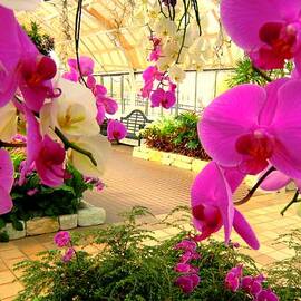 Orchids in the Garden