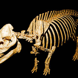 Oreodont Fossil by Millard H. Sharp