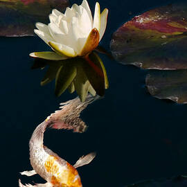 Oriental Koi Fish and Water Lily Flower