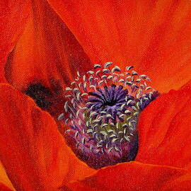 Oriental Poppy