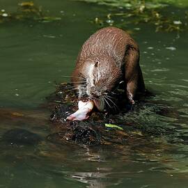 Oriental Small-clawed Otter Feeding by Science Photo Library