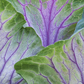 Ornamental Cabbage Leaves by Tim Gainey
