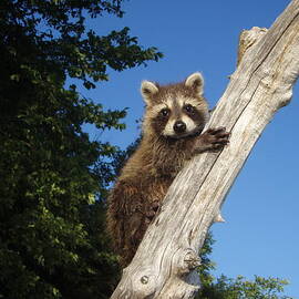 Orphaned Raccoon by James Peterson