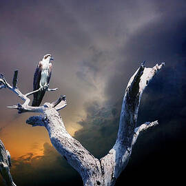 Osprey by Mal Bray