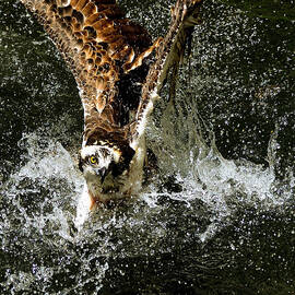 Osprey by Stuart Harrison