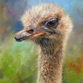 Ostrich