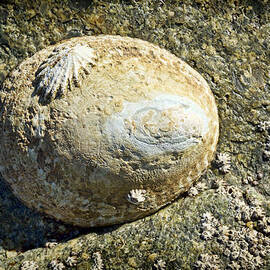 Owl Limpet by Kelley King