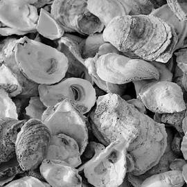 Oyster Shells by Cynthia Guinn
