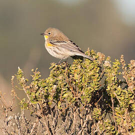 Pacific Sloped Flycatcher by Natural Focal Point Photography