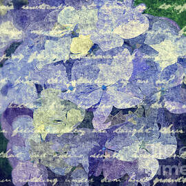 Painterly Hydrangea with Vintage Script Handwriting by Beverly Claire Kaiya