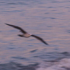 Painting Birds by AM FineArtPrints