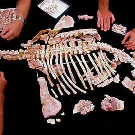 Palaeontologists Reconstructing Fossil Plesiosaur by Science Photo Library