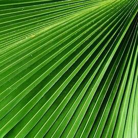 Palm leaf III